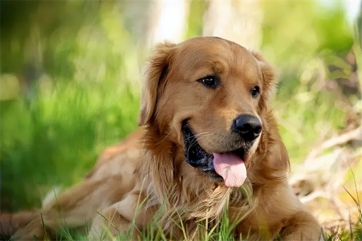 普安特狗狗内驱靠谱吗,狗狗皮肤病普安特靠谱吗