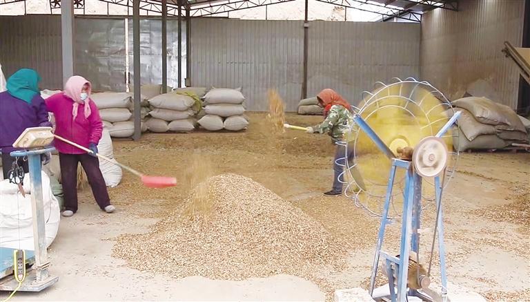 中药材种植成建兴乡致富良方,庄浪中药材种植开出致富良方