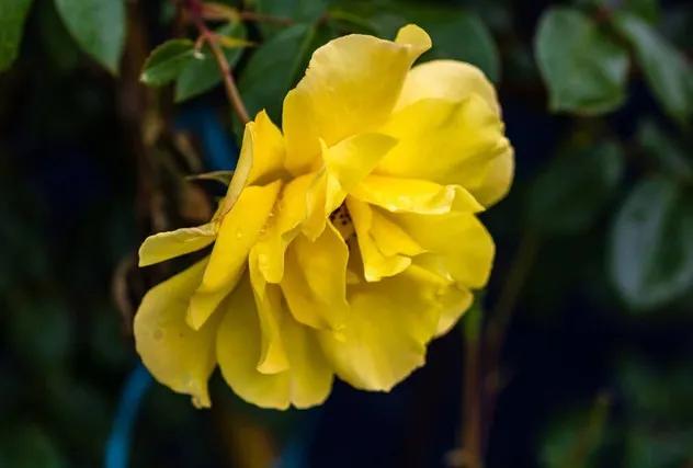 黄玫瑰代表什么含义,黄玫瑰歌曲