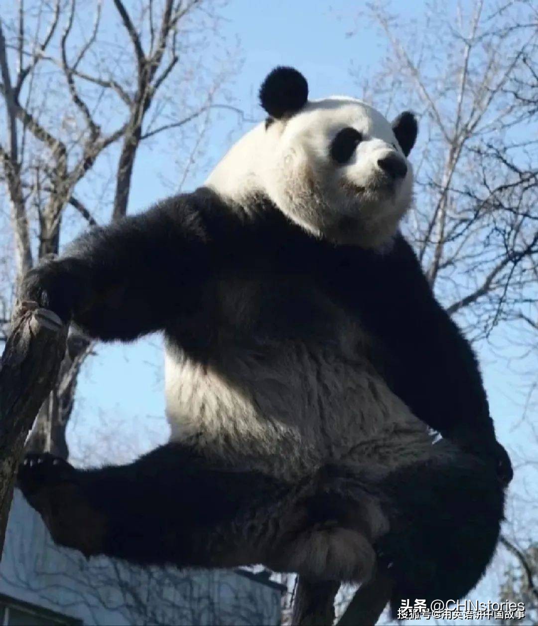 胖达日本,胖达在外国多火