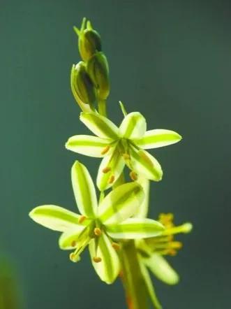 罕见漂亮的鲜花,全球最漂亮的鲜花