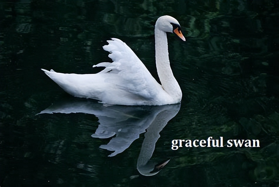 elegant和grace,elegantandbeautiful是什么意思