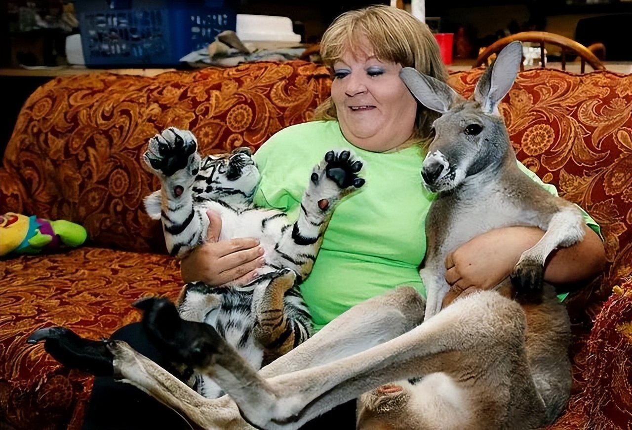 澳大利亚80年一遇的袋鼠杀人事件,澳大利亚袋鼠为什么会被扑杀