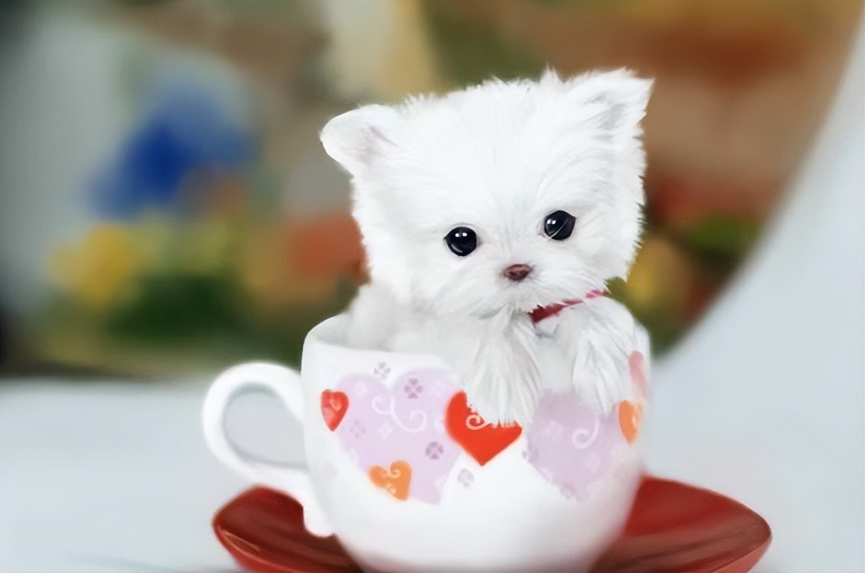 巴哥犬的优点有哪些方面,巴哥犬的优点和缺点及智商