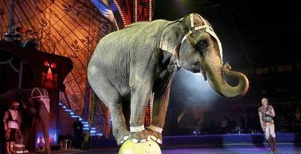 美国大象被饿死,惹怒大象被活活踩死