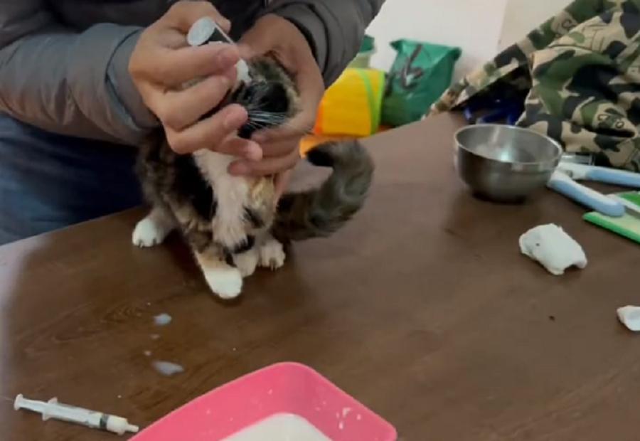 玳瑁流浪猫,玳瑁猫咪流浪