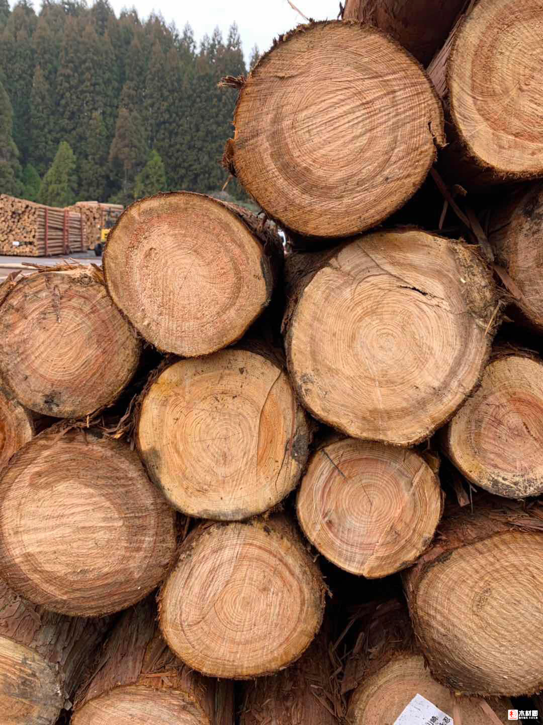 日本桧木和台湾桧木有什么区别？哪个质量更好？