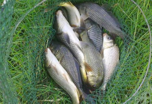 野钓鲫鱼用什么小药效果最好,钓鲤鱼用什么小药效果最好