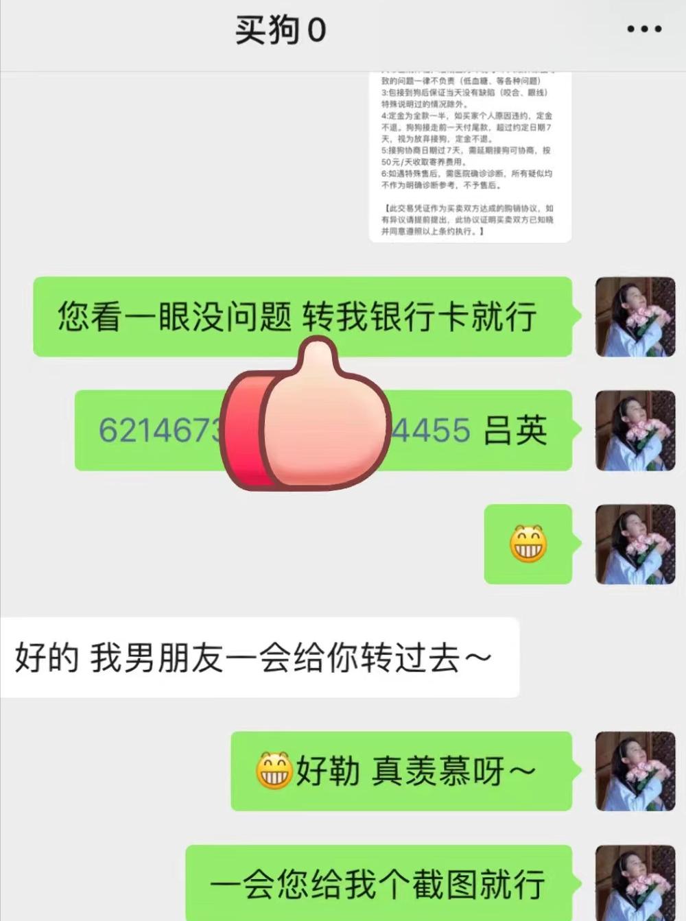 王思聪与他的宠物狗,王思聪卖宠物