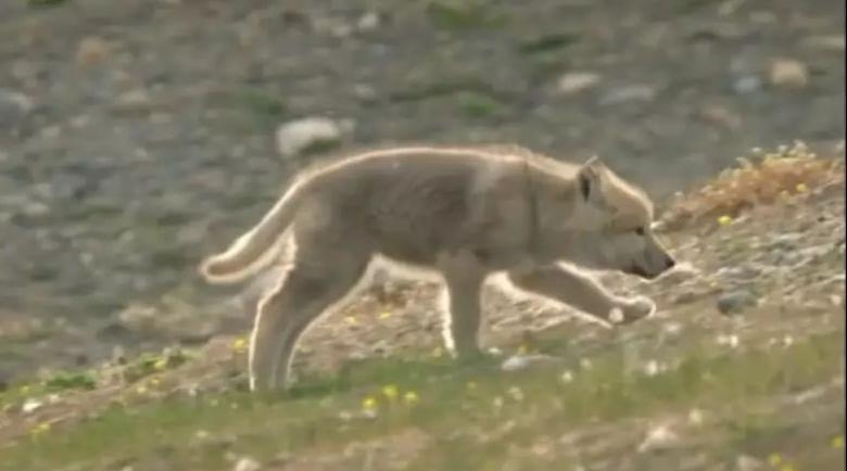 *藏西**男子救治受伤狼崽,放生后15天,狼横跨45公里来报恩