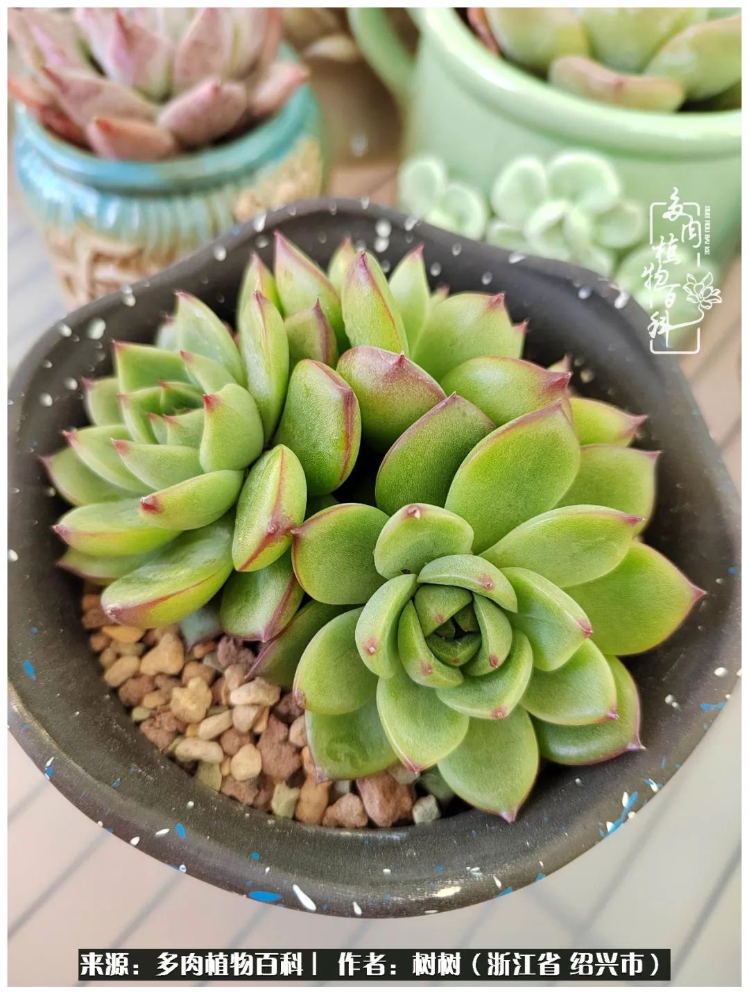 又临寒冬，暖阳下携手肉肉赏姹紫嫣红！