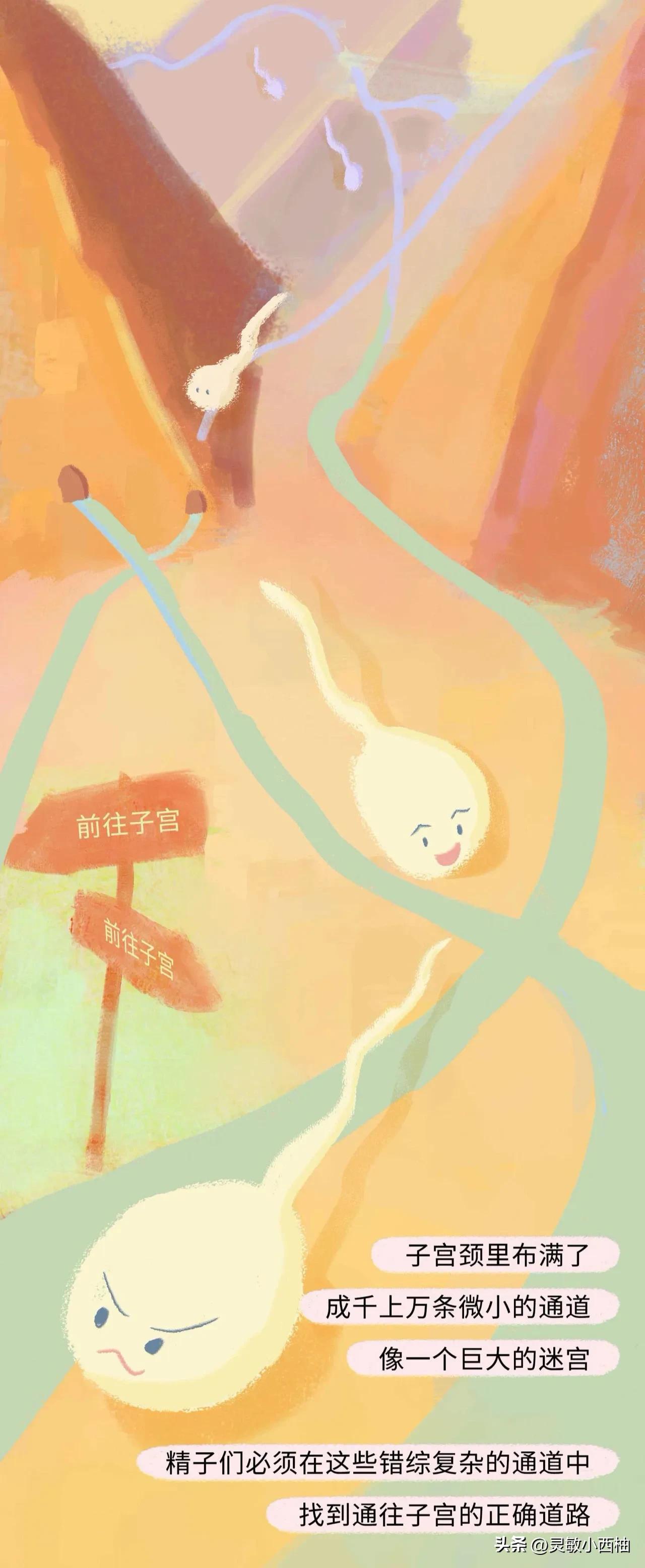 这就是精子进入女性体内的全过程，太神奇了！（漫画）