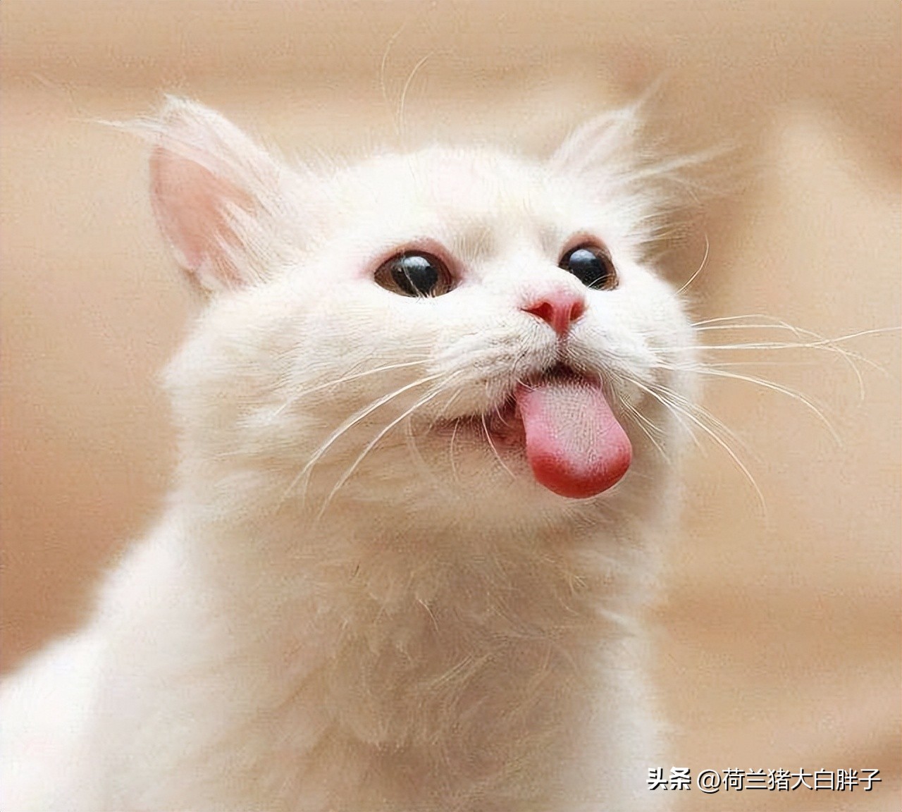 中国国际航空托运猫咪价格 (航空托运猫咪到家后注意事项)