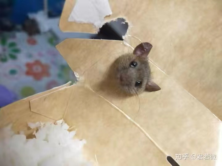 每天睡得很累是因为什么,生活太累有点撑不住了早点睡觉