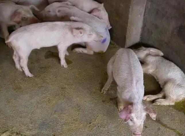 小猪崽子30天左右拉肚子怎么办,小猪拉稀用药量过多怎么办