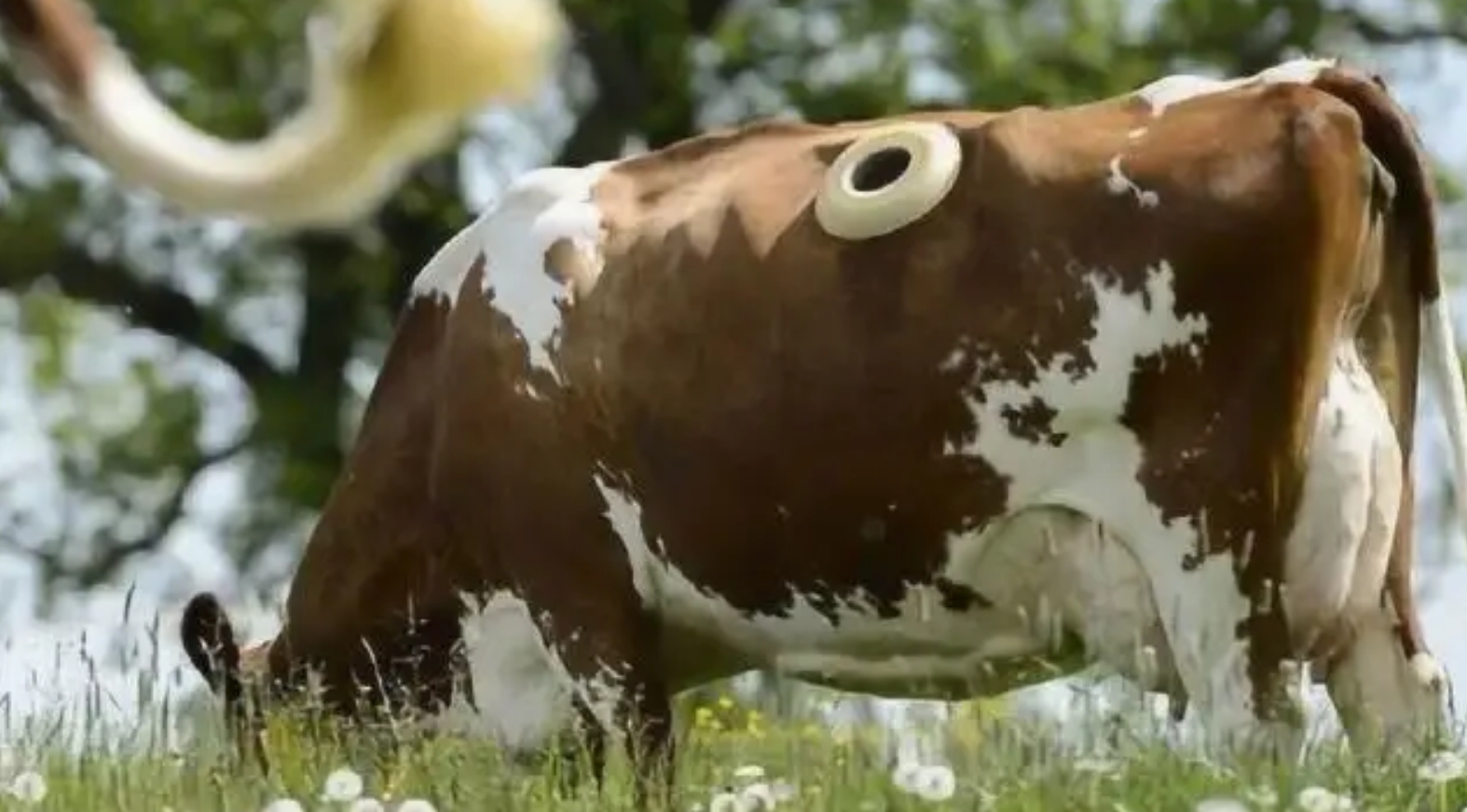 牛身上掏一个洞这对牛有何影响,为什么会在牛身上开洞