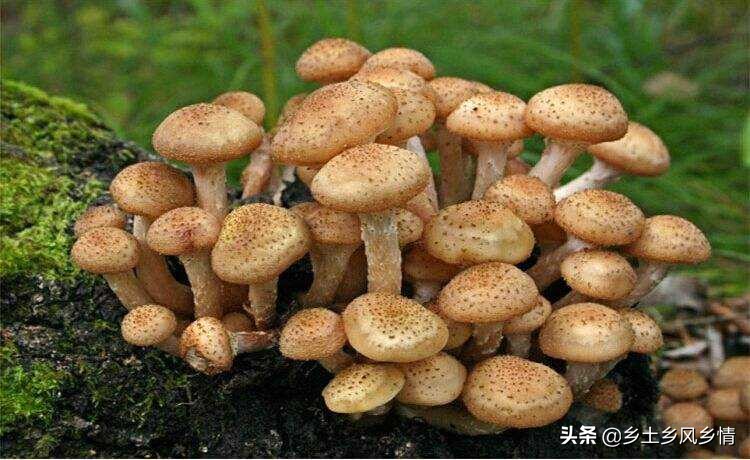 仿野生榛蘑,榛蘑种植新方法