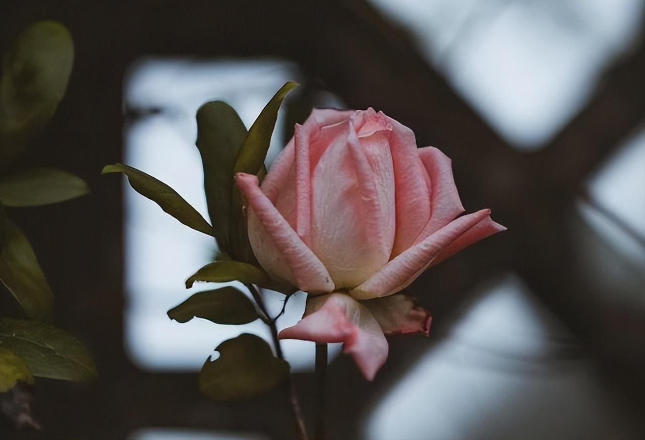 如果婚后发现自己不爱他了怎么办,婚姻没有对错离婚就要学会放手