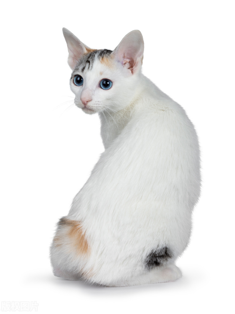 世界猫咪排行榜,世界猫咪品种有哪些