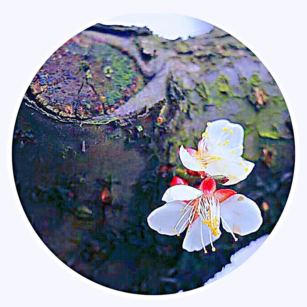 白梅蕴含的品格,白梅寓意