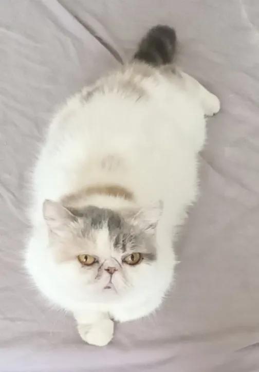 重度猫癣的猫咪，宠物医院要千元被我八元钱就治疗痊愈了