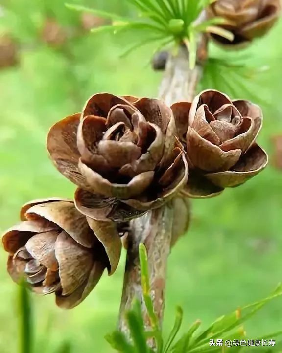 最漂亮的松树开花图片,哪种松树开花好看