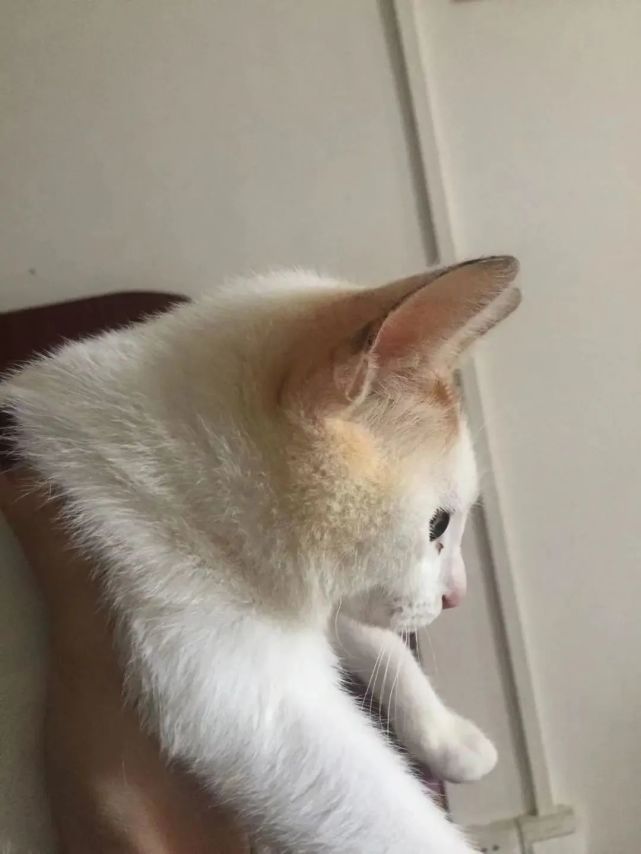 猫咪得了猫癣人怎么办,猫咪猫癣怎么治好得快