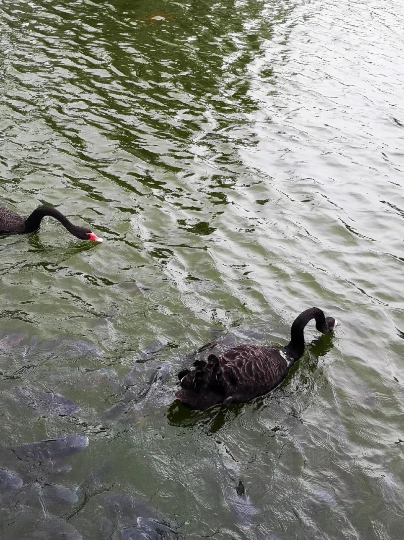 暑期档2019年,2019年暑期档