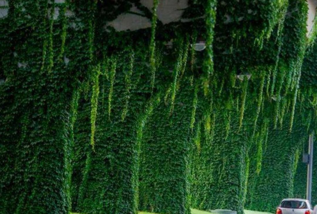 什么能阻止爬山虎生长,爬山虎是不是外来入侵物种