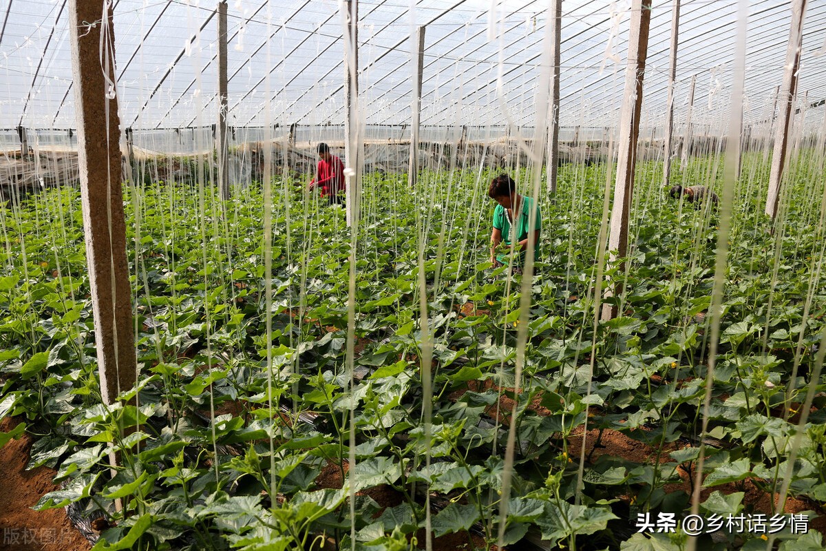 豆角黄瓜最晚什么时候种,早熟豆角黄瓜什么时候种