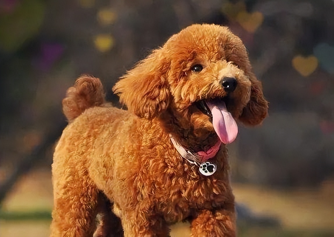 泰迪犬的年龄多大算正常,泰迪犬牙齿年龄对照表