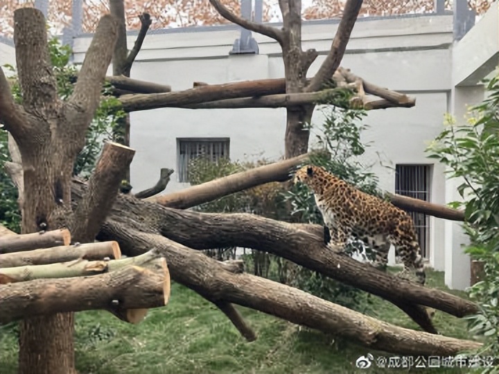 成都动物园周边展览馆,成都动物园豹
