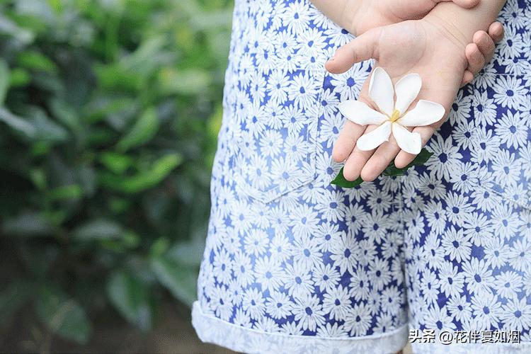 闲看中庭栀子开，夏日悠悠入梦来