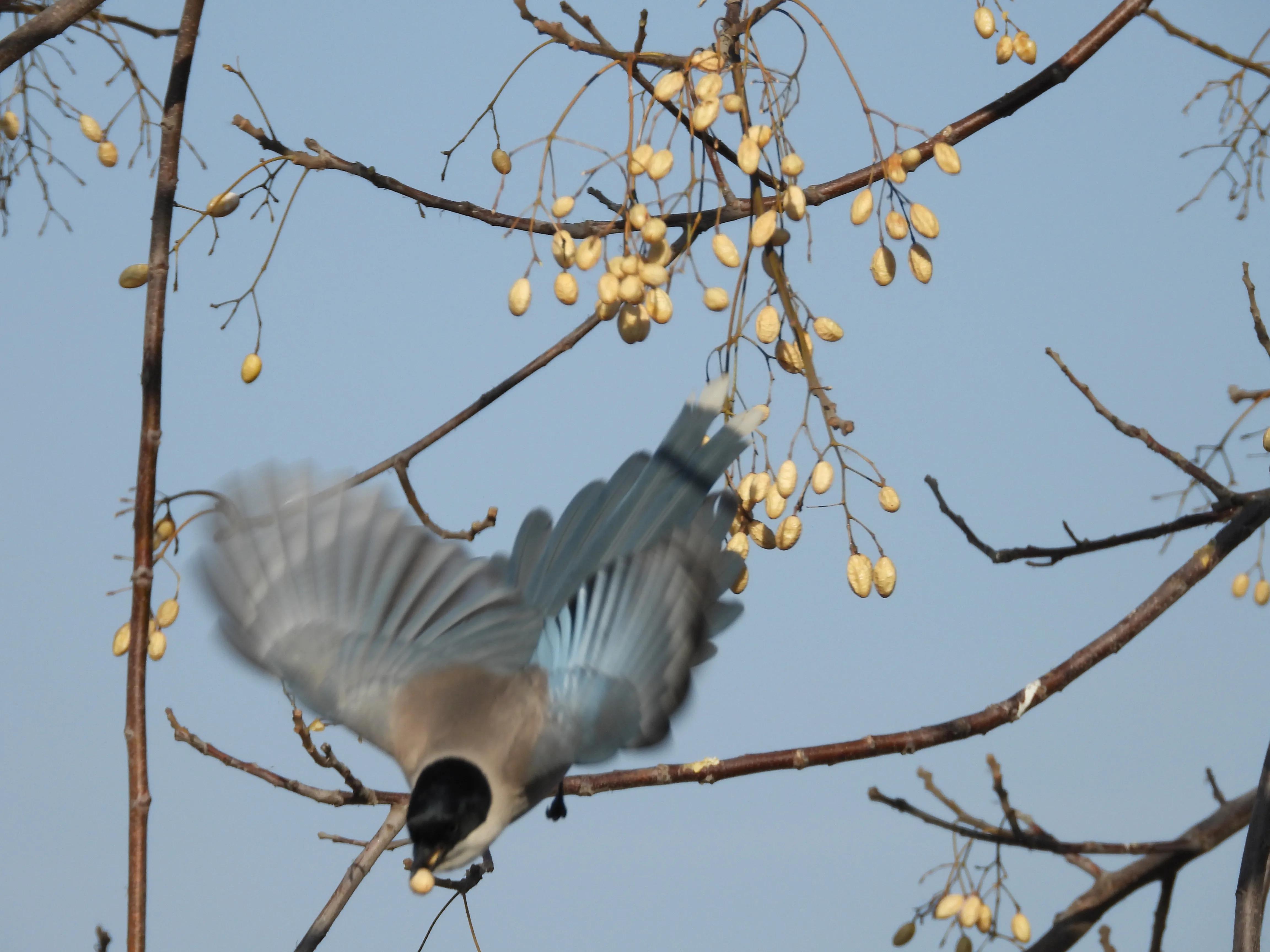 灰喜鹊冬天食物,灰喜鹊喂什么