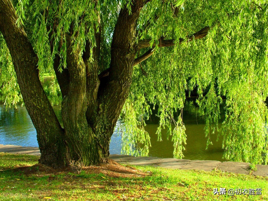 柳树的诗夏季,夏日柳树诗词