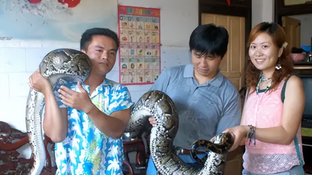 海南报恩巨蟒现况,巨蟒为报恩守护十几年