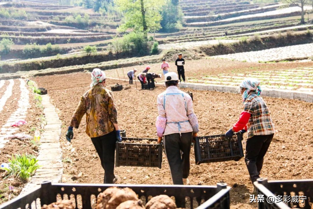 魔芋种植致富,贵州毕节魔芋种植高产技术