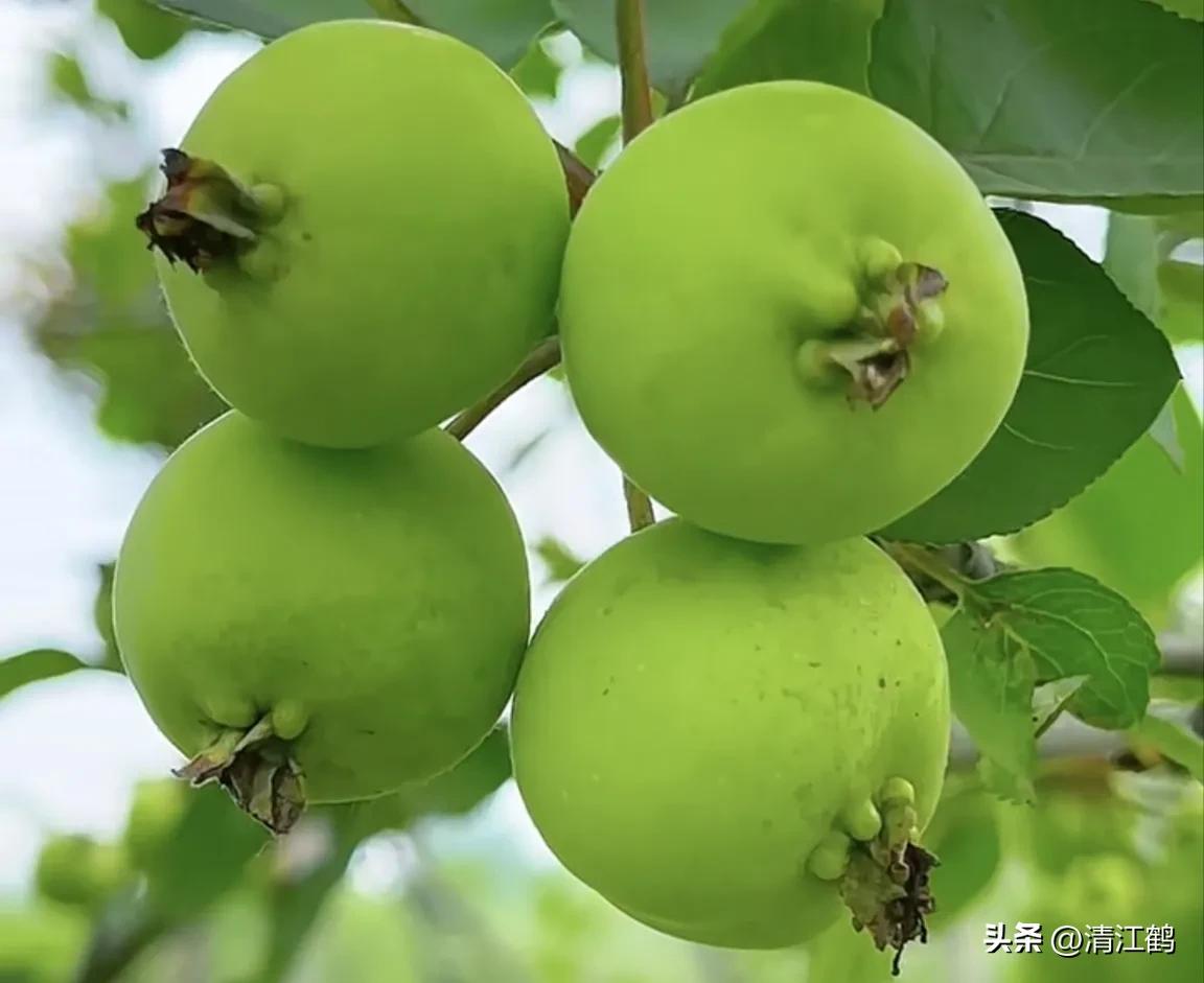 各种保鲜剂防腐剂的用法,赤霉素保鲜