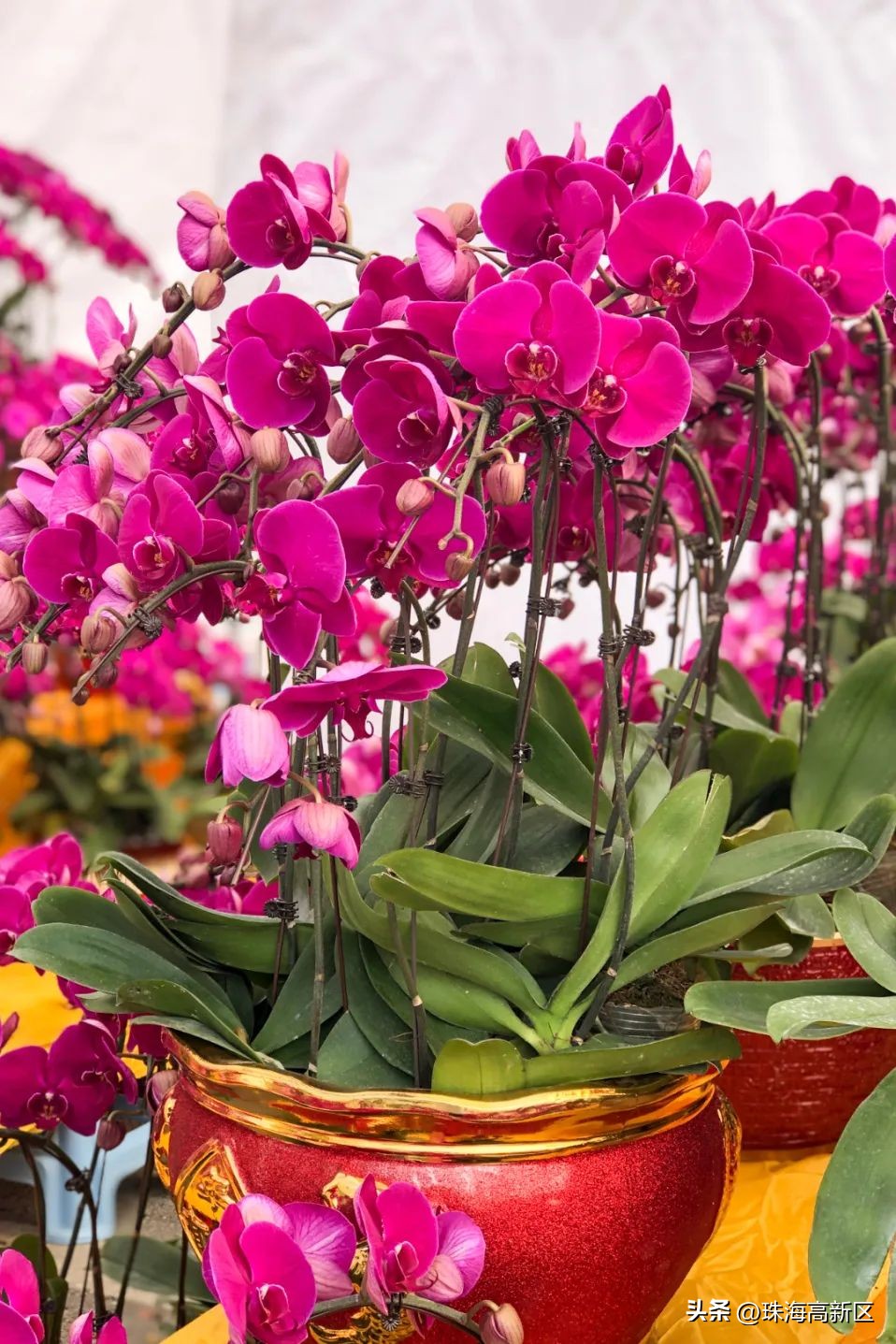 珠海花市最新消息,珠海市区花市