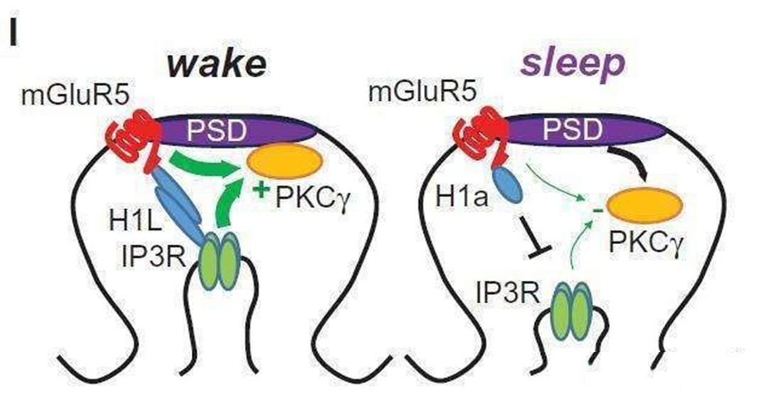 为什么感觉睡觉越睡越累老是做梦,很累的时候什么睡姿最舒服