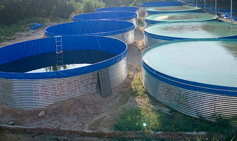 养鱼池养鱼的密度是多少合适呢,帆布鱼池养黄骨鱼高密度养殖