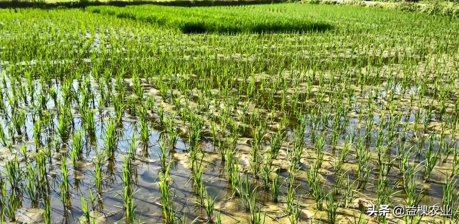 复合肥料怎么使用避免烧苗,复合肥料使用前的步骤