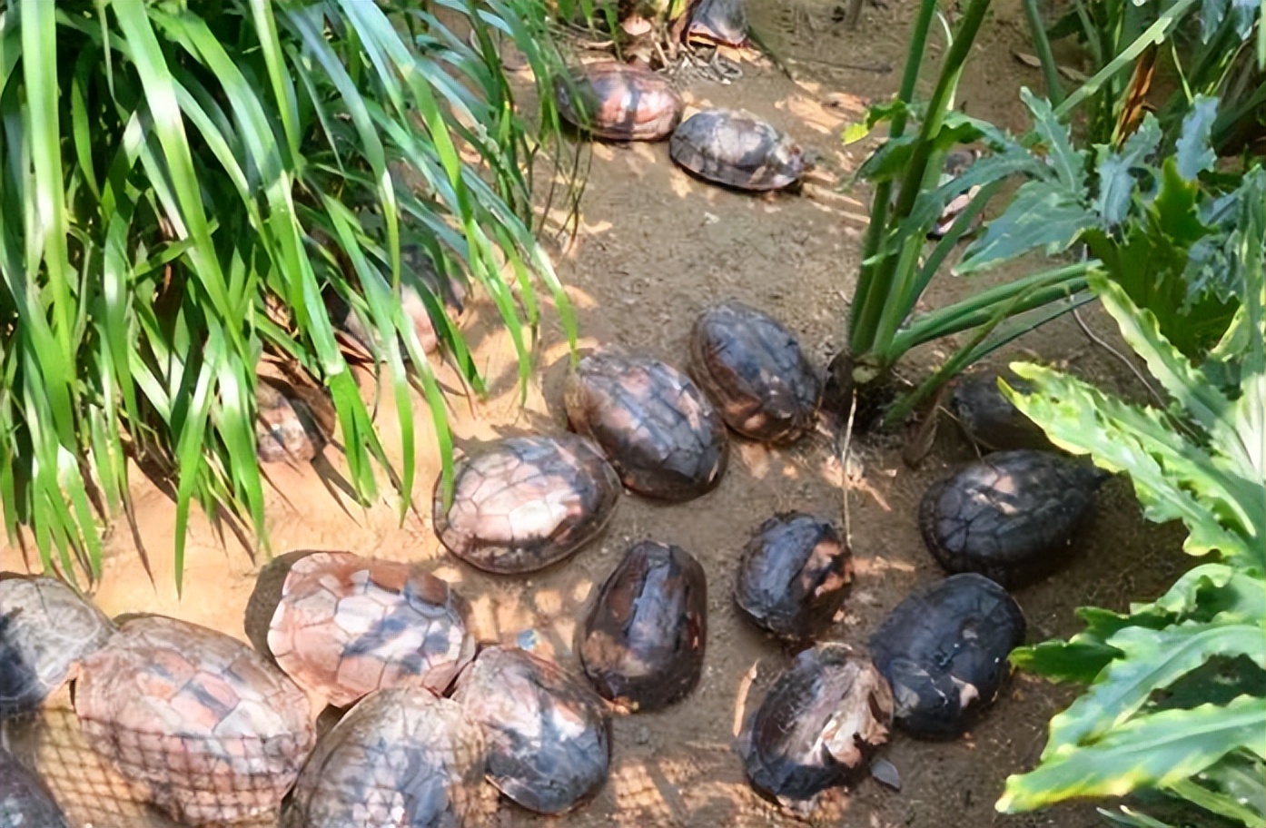 小伙靠养龟年度百万,男子靠三只病龟赚了6000万