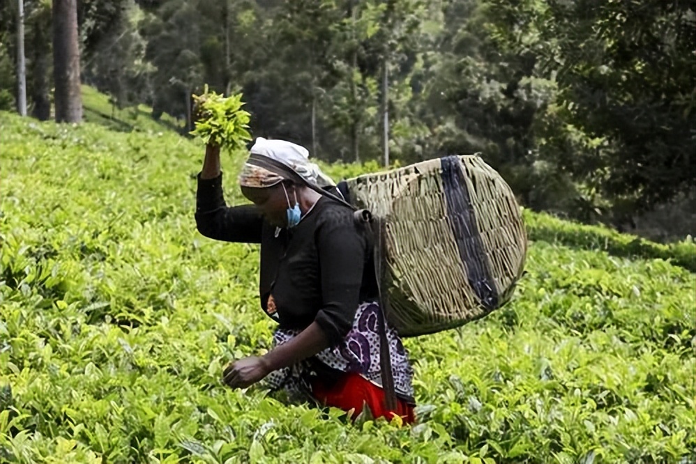非洲茶叶的逆袭：肯尼亚是如何成为世界第三大产茶国的？