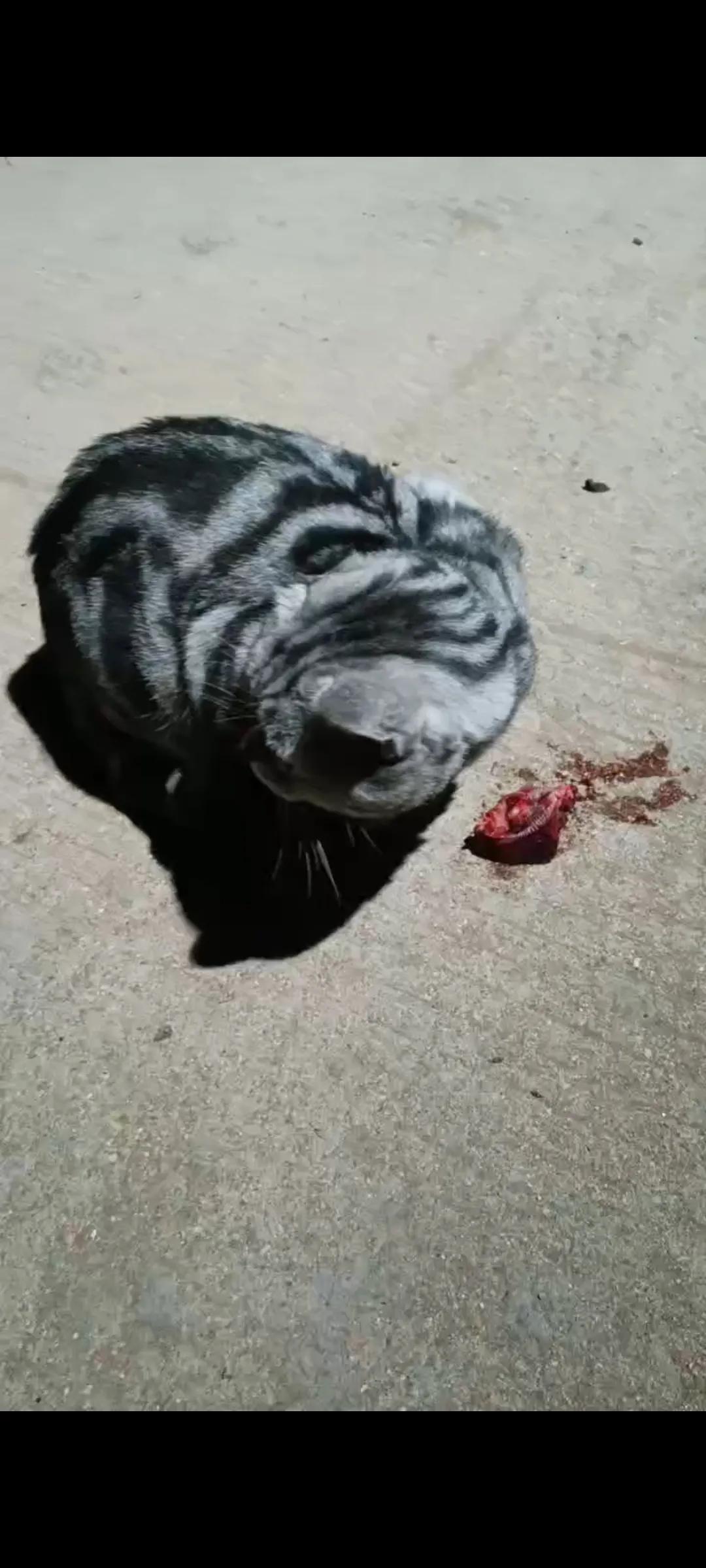 我和咪咪的故事(二)