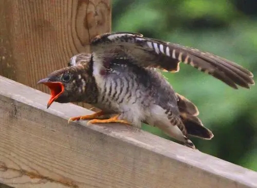 杜鹃鸟鸠占鹊巢的解释搞笑,鸠占鹊巢杜鹃鸟比鸟妈妈还大