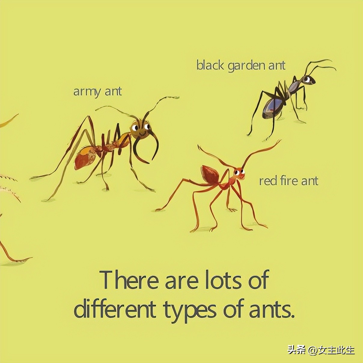 认识小动物的英语绘本,关于动物的英语绘本大全