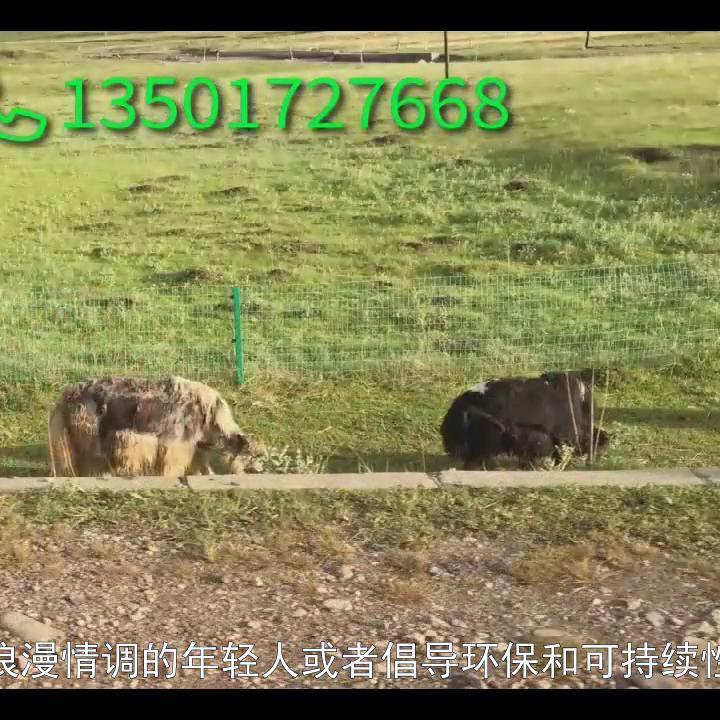 婚礼营销策划方案,婚礼秀策划方案