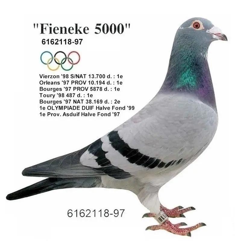 芬妮卡5000家族的奥秘