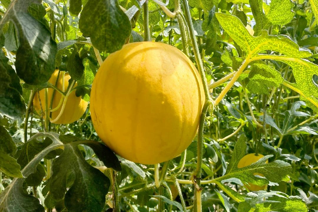 现在的西瓜越来越小,现在哪的西瓜最便宜